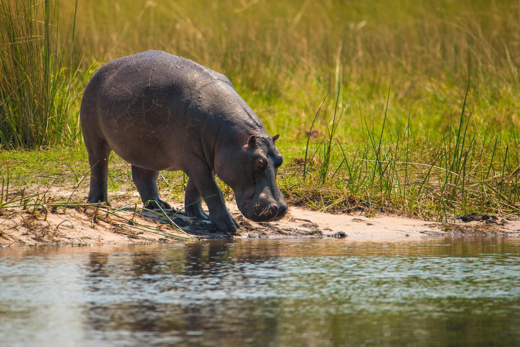 Hippo at Delta Camp, Okavango Delta, Botswana.