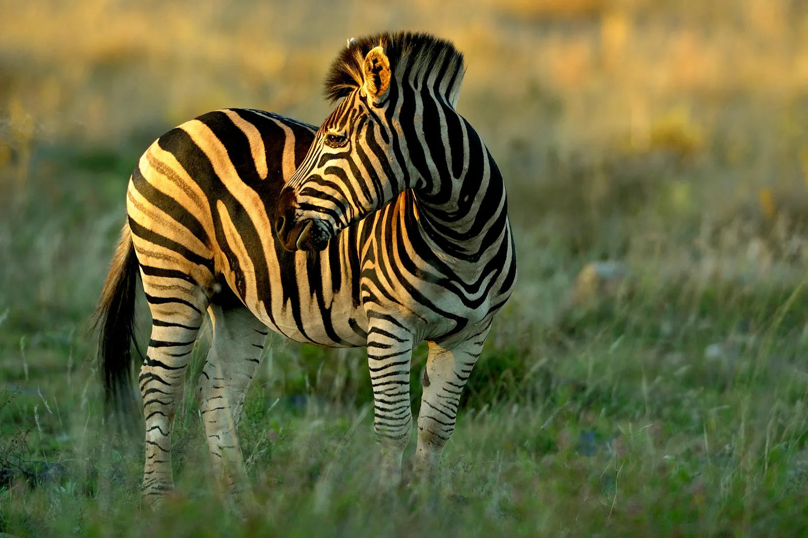 Zebra at Delta Camp, Okavango Delta, Botswana.