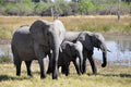Chobe Day Trip