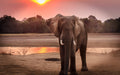 Game Viewing