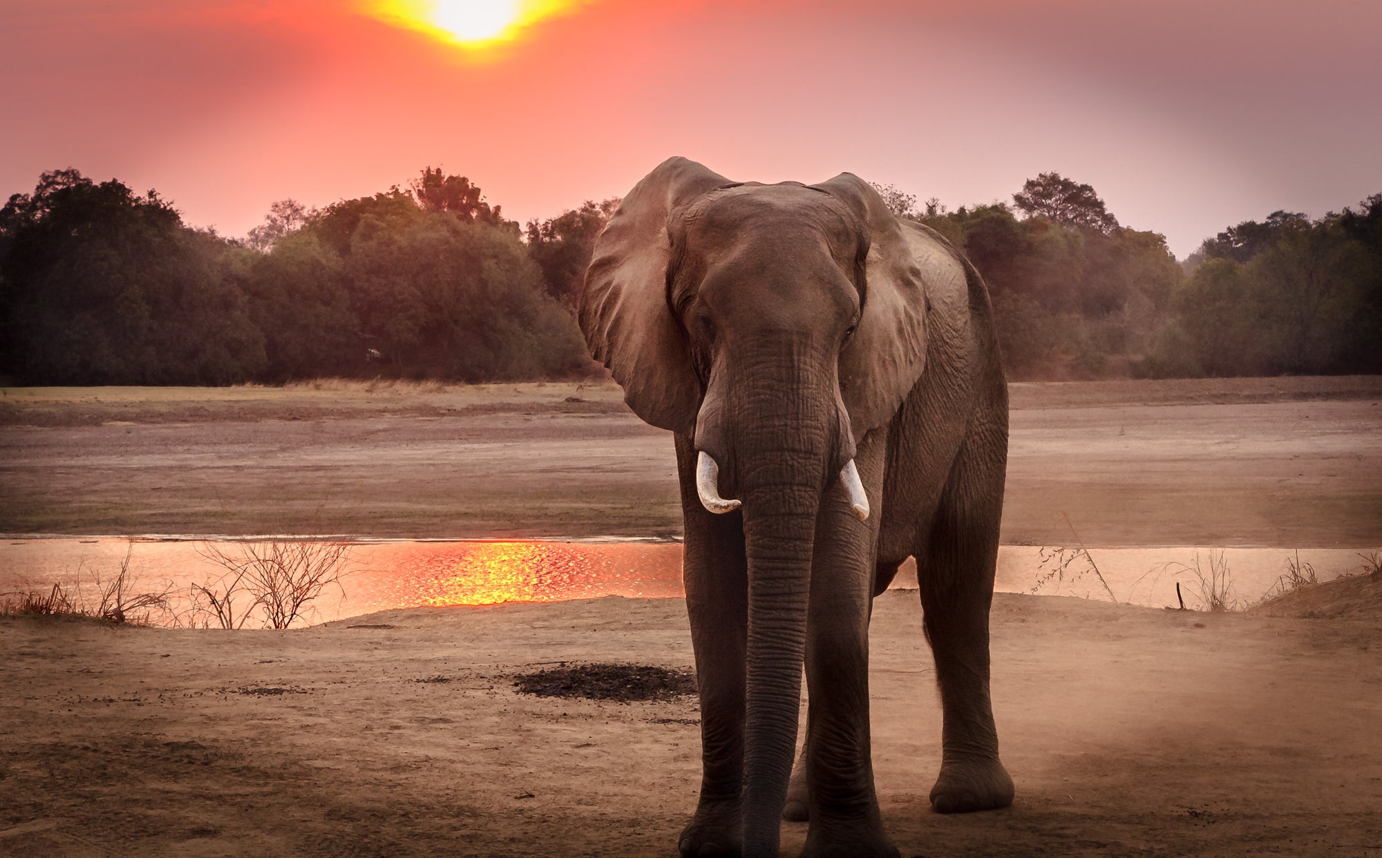 Game Viewing