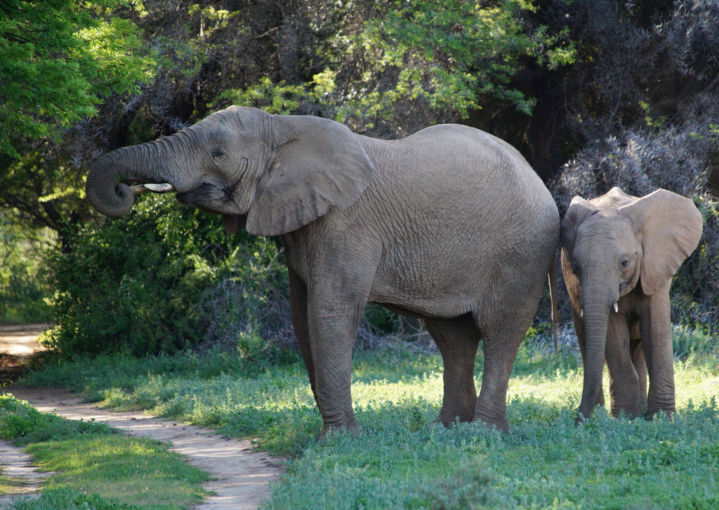 Elephant viewing