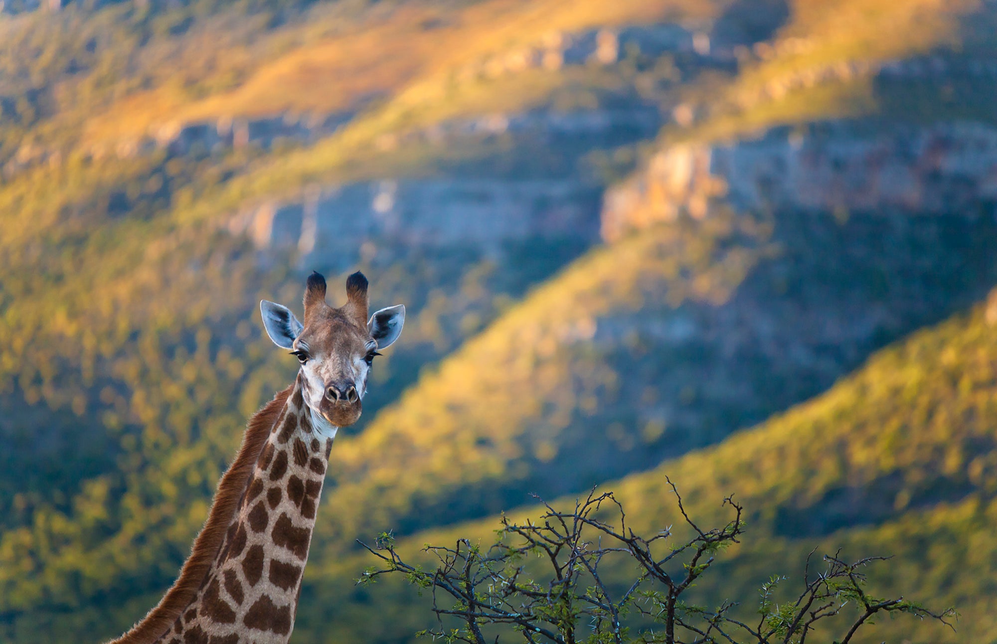 Giraffe viewing