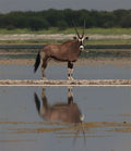 Game Drives - Day only