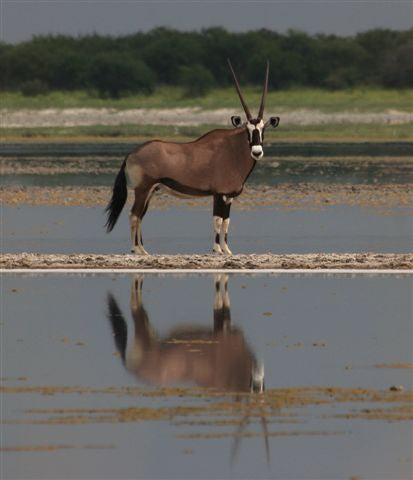 Game Drives - Day only