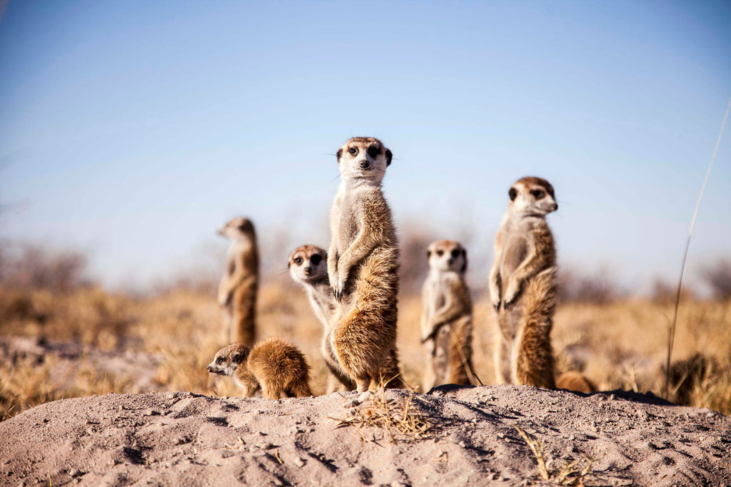 Camp Activities - Habituated Meerkats