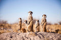 Camp Activities - Habituated Meerkats