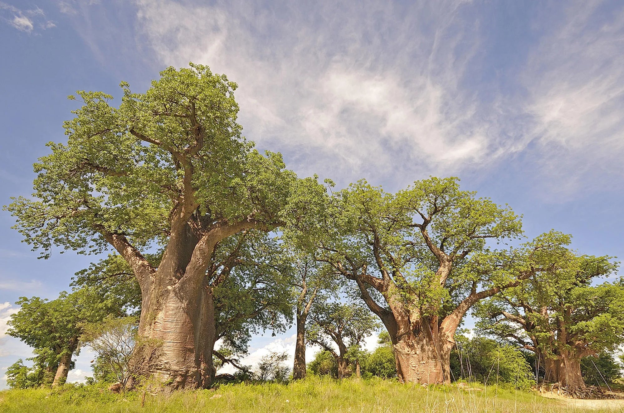 Nxai Pan at Nxai Pan , Nxai Pan National Park, Botswana.