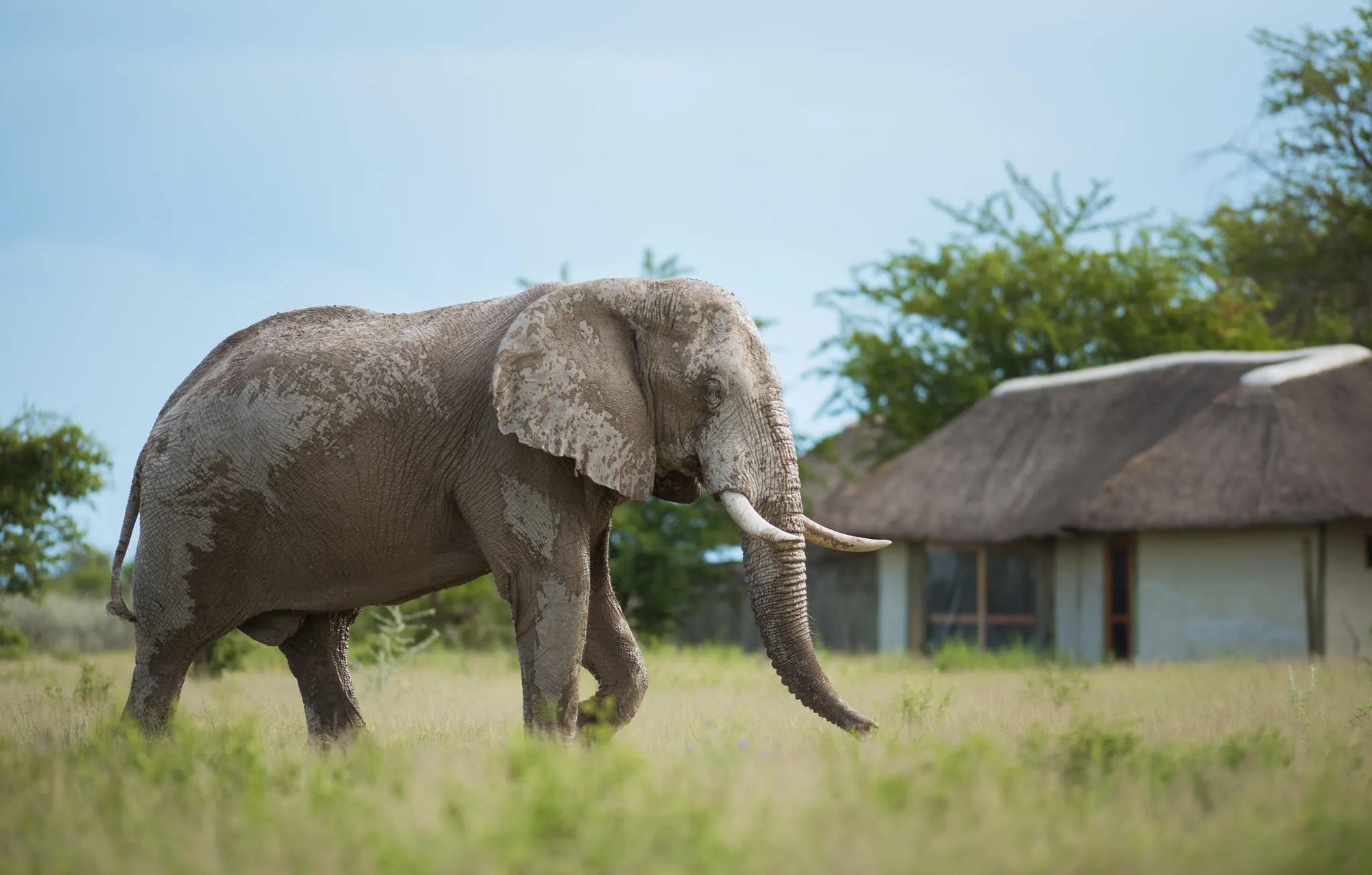 Nxai Pan at Nxai Pan , Nxai Pan National Park, Botswana.
