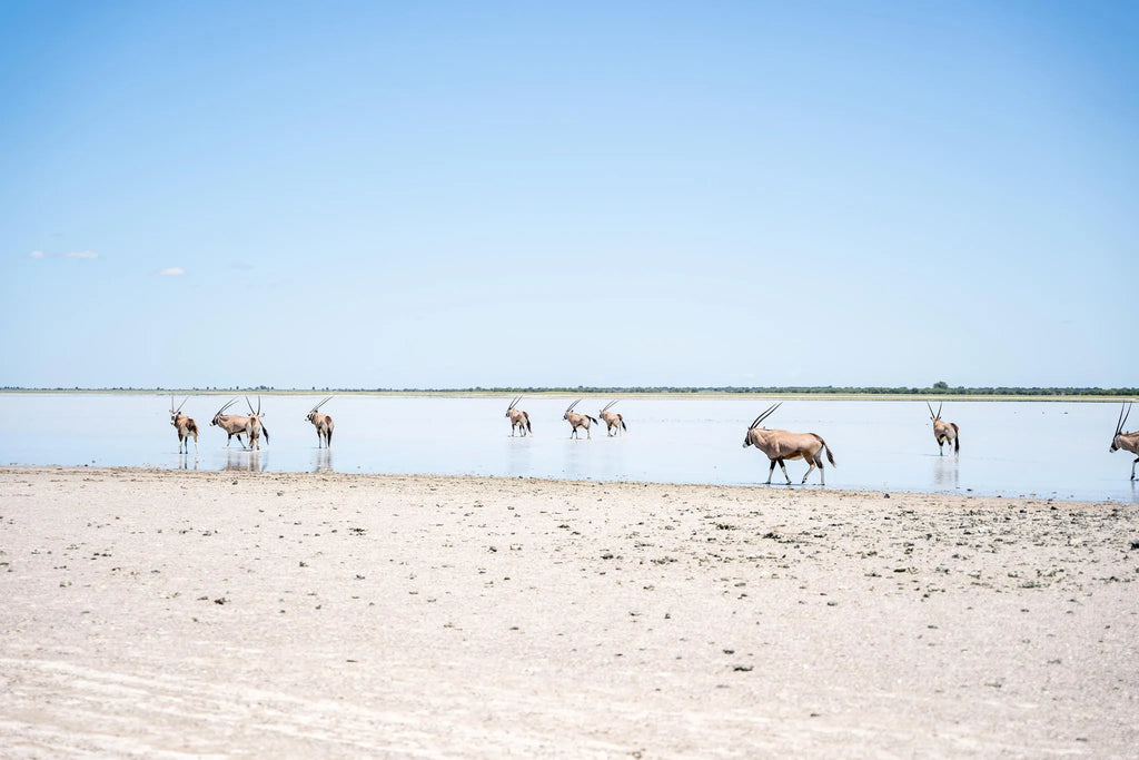 Nxai Pan at Nxai Pan , Nxai Pan National Park, Botswana.