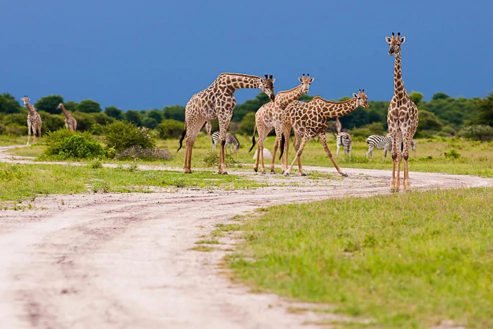 Nxai Pan at Nxai Pan , Nxai Pan National Park, Botswana.