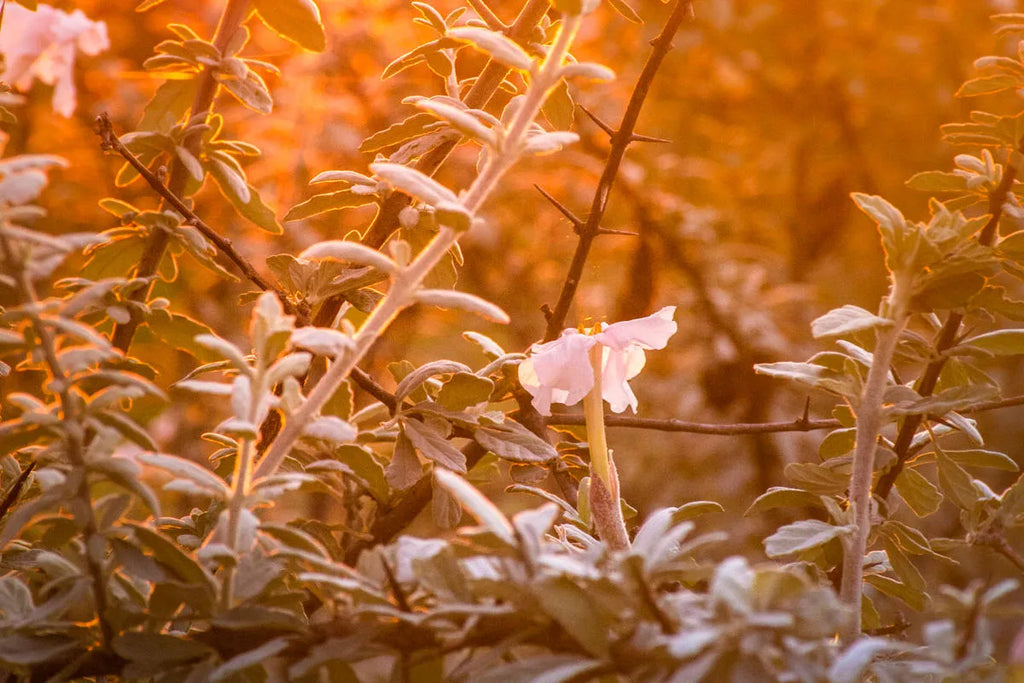 Gallery image 5.
