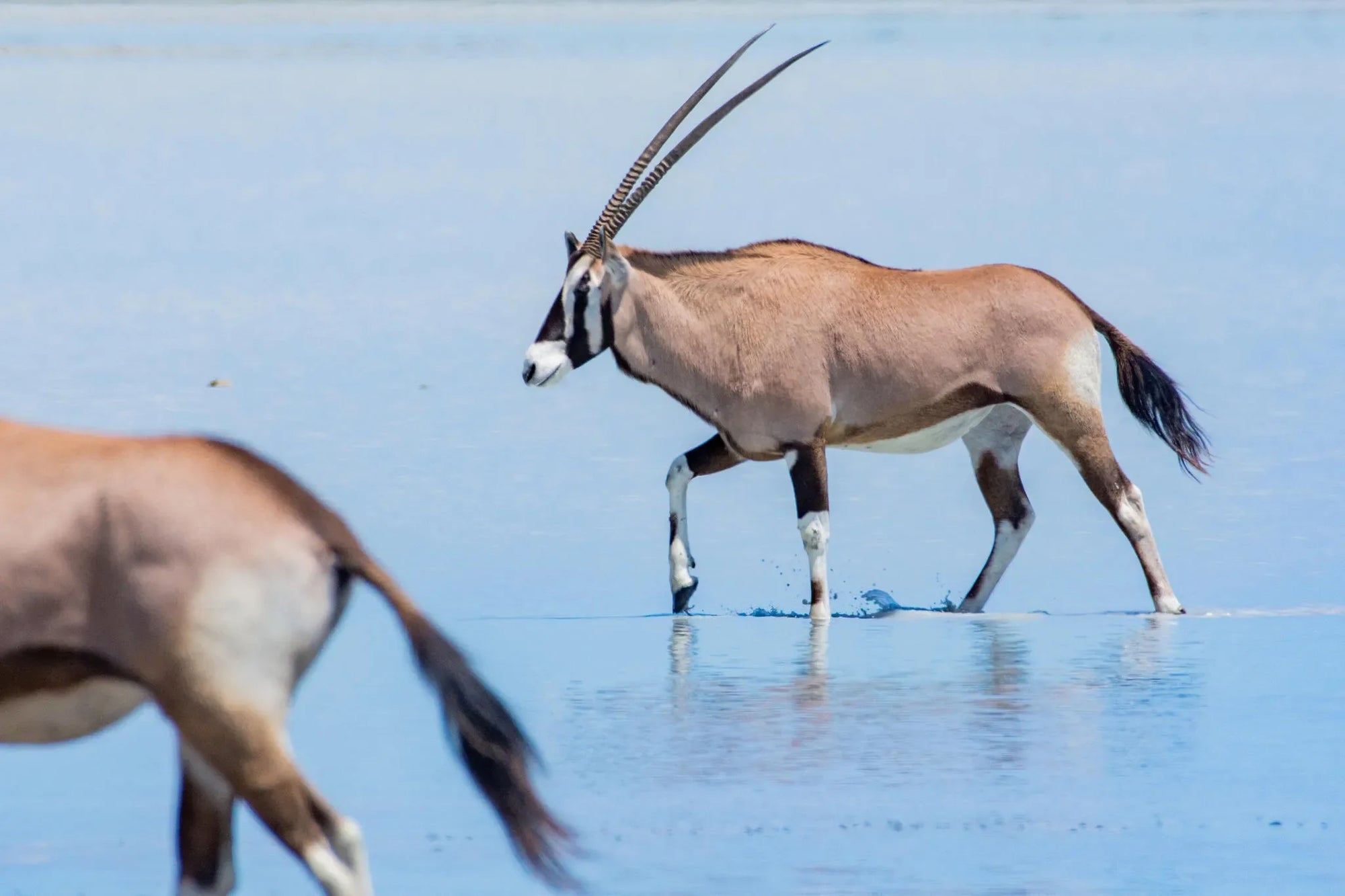 Nxai Pan at Nxai Pan , Nxai Pan National Park, Botswana.