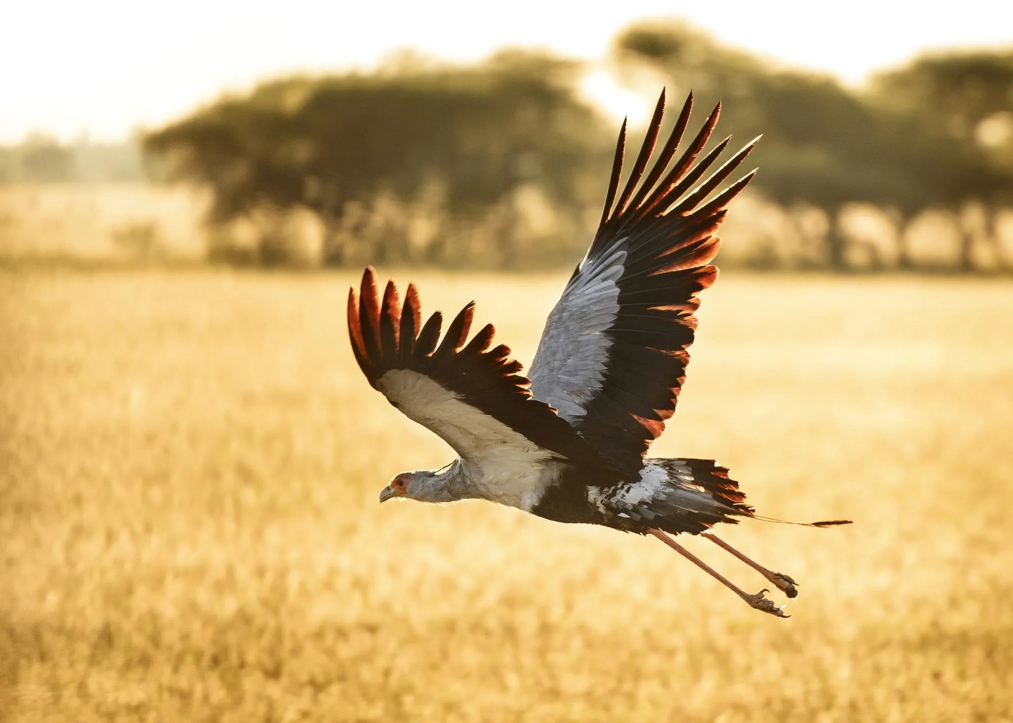 Gallery image 11.