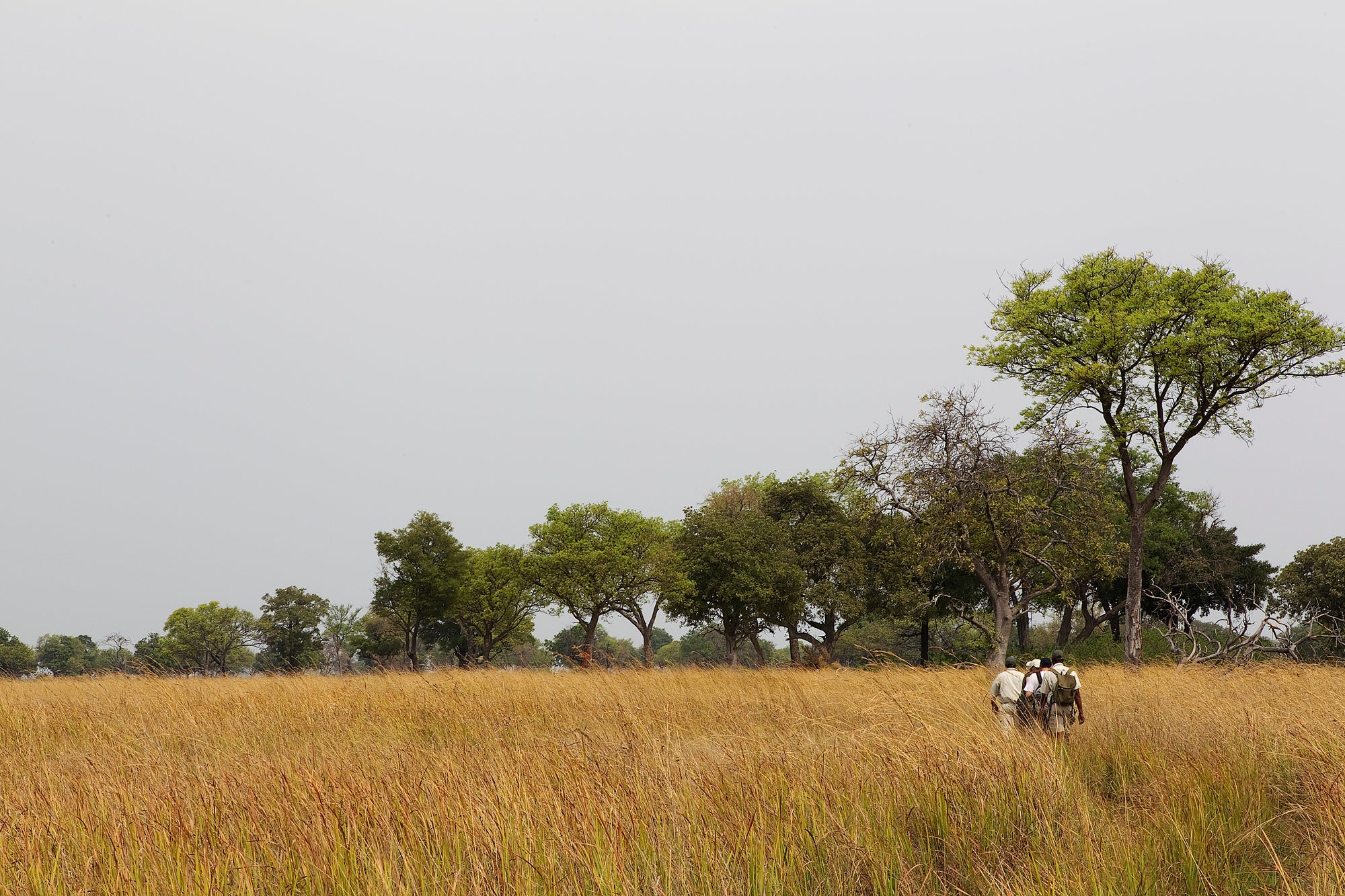 Walking Safari