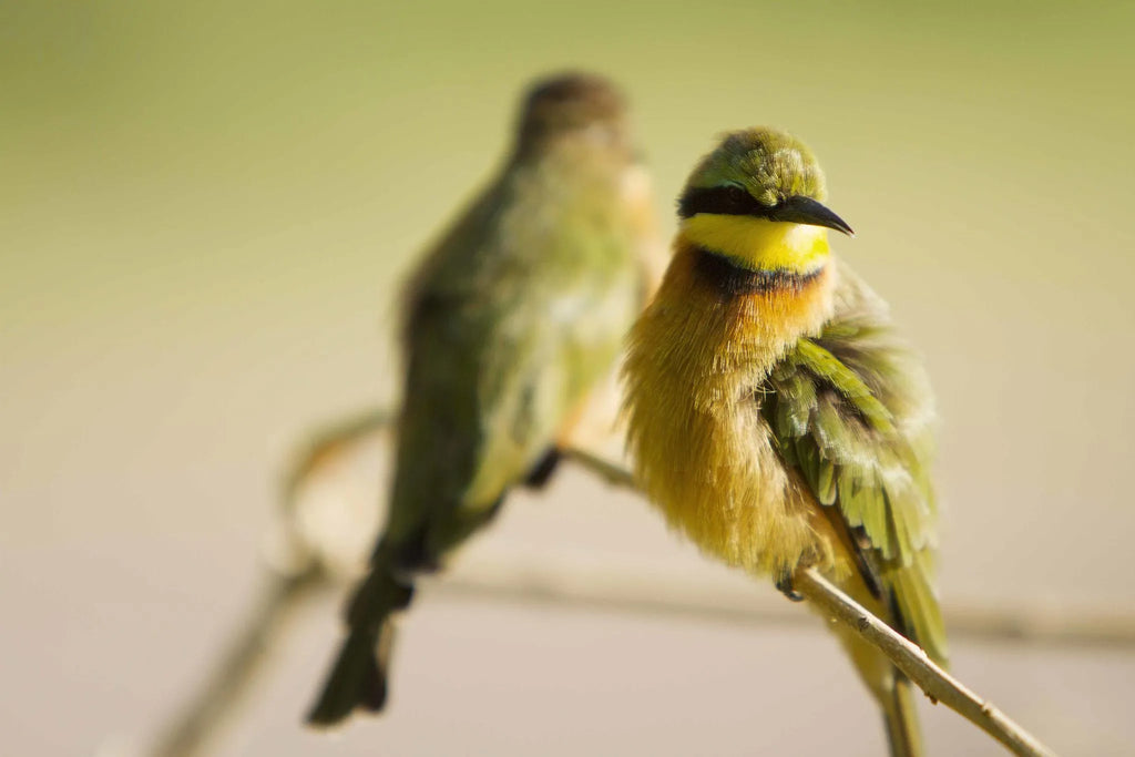 Birding at Shinde, Okavango Delta, Botswana.