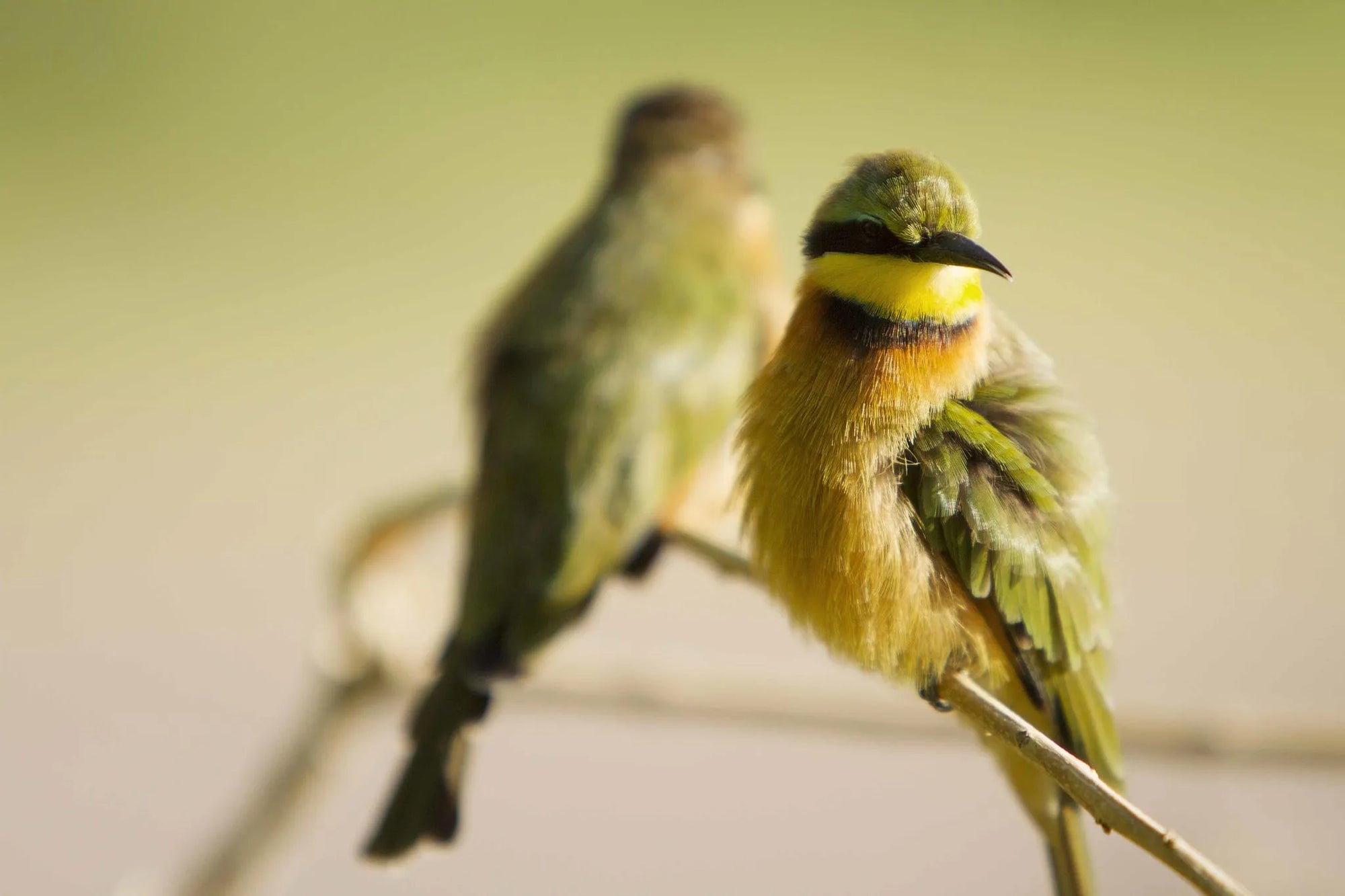 Birding at Shinde, Okavango Delta, Botswana.