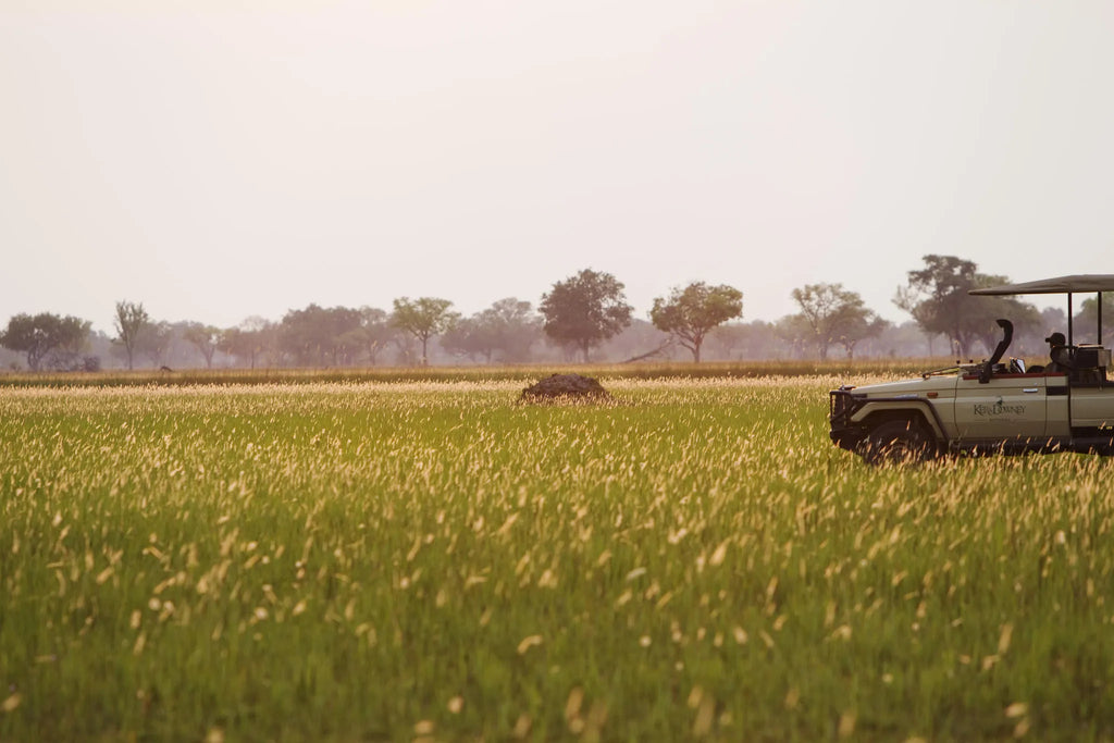 Game Drive at Shinde, Okavango Delta, Botswana.