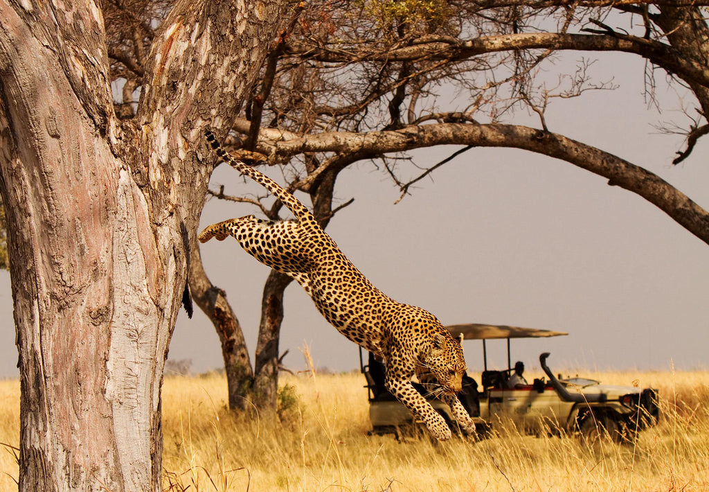 Leaping Leopard at Shinde, Okavango Delta, Botswana.