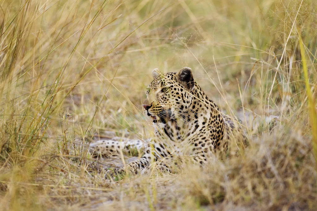 Shinde Leopard at Shinde, Okavango Delta, Botswana.