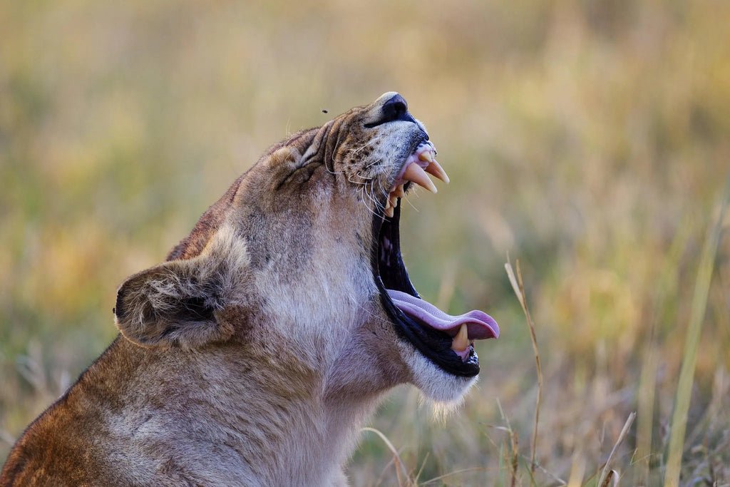 Shinde Lion at Shinde, Okavango Delta, Botswana.