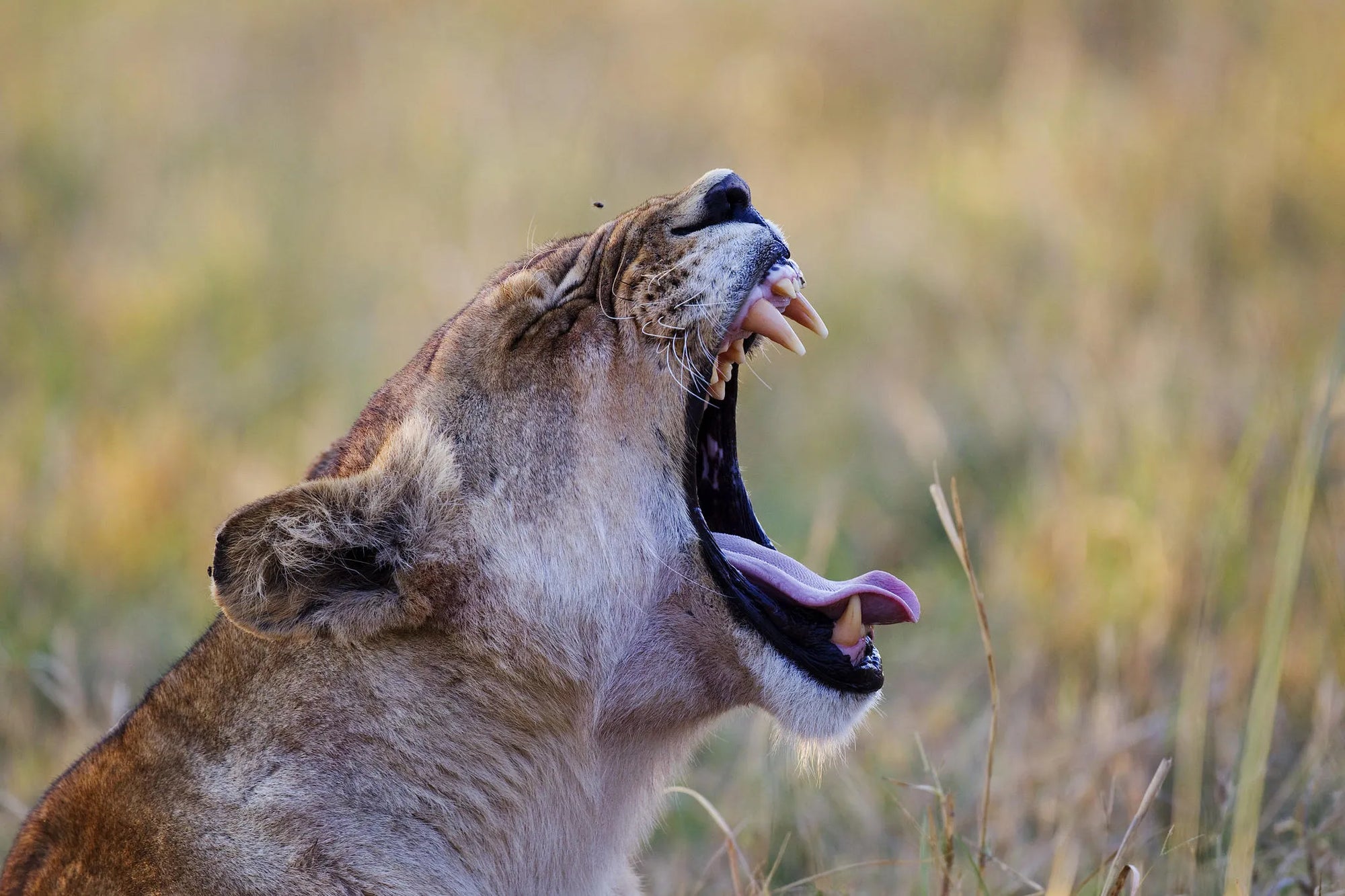 Shinde Lion at Shinde, Okavango Delta, Botswana.