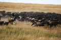 On the Hunt During the Migration