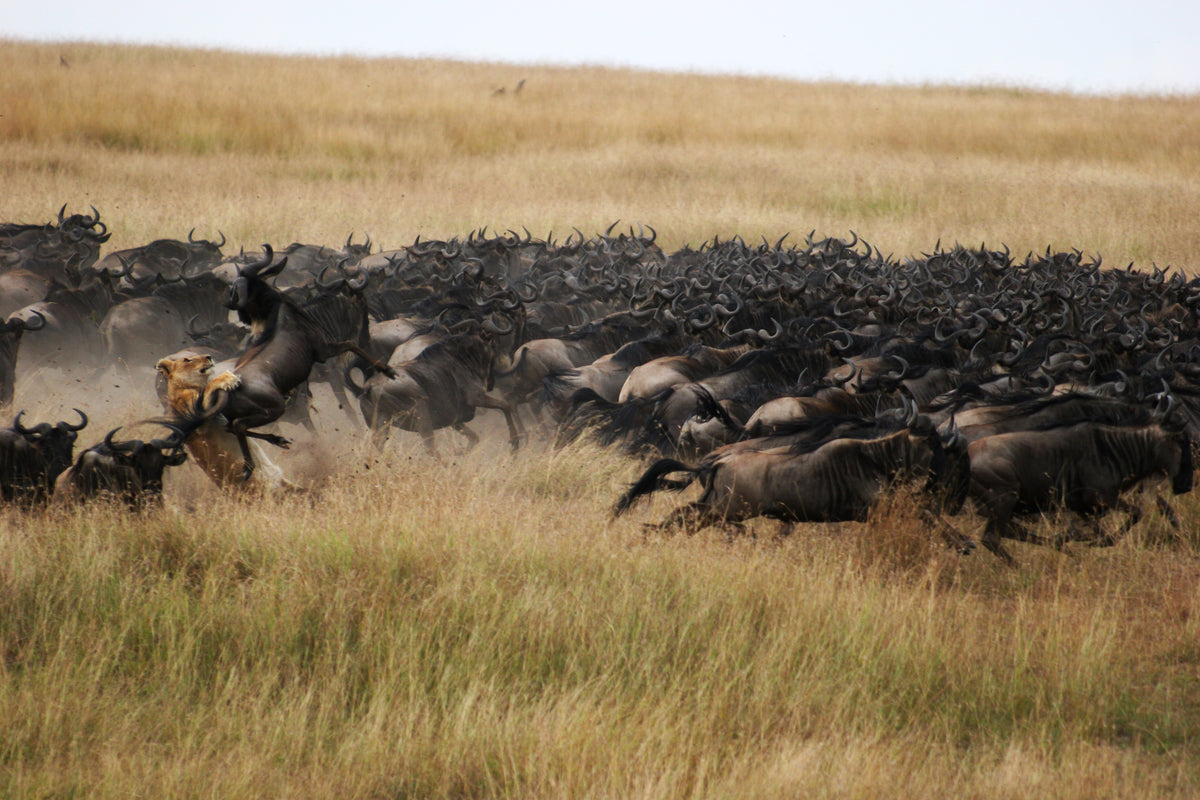 Mara Plains Camp