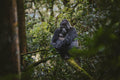Gorilla Trekking