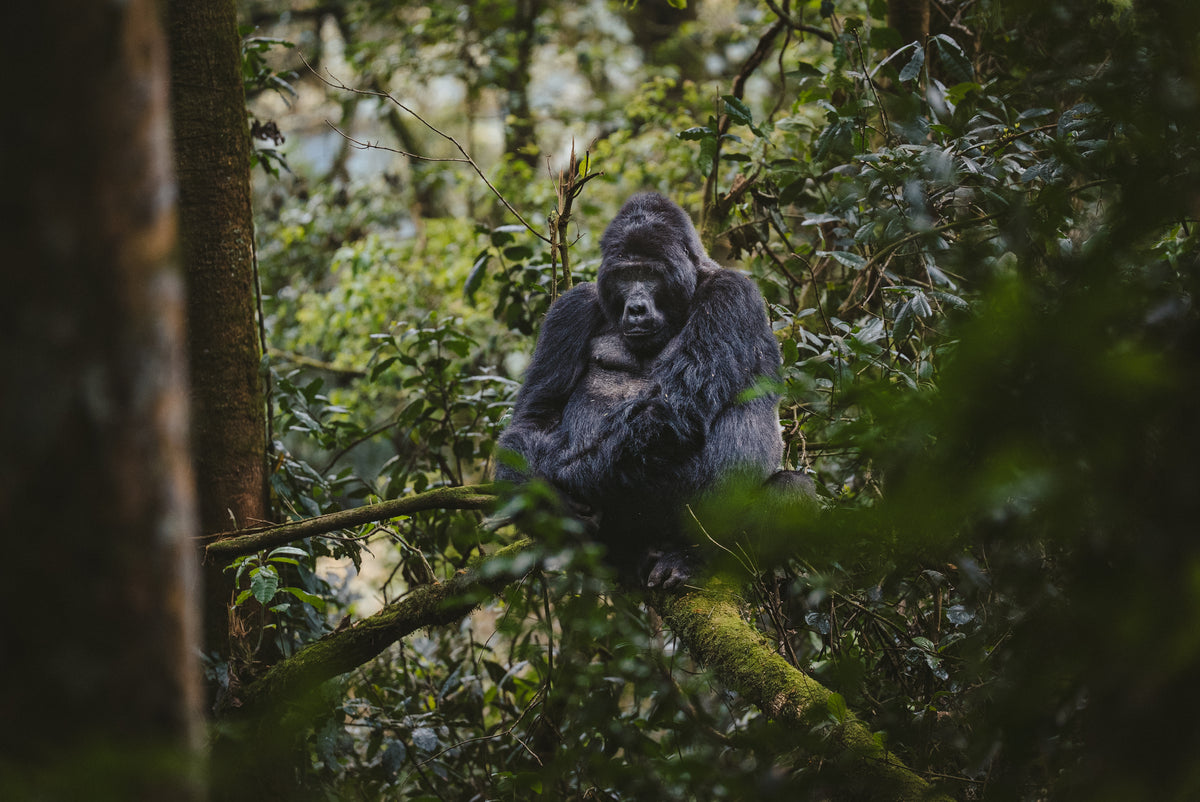 Gorilla Trekking