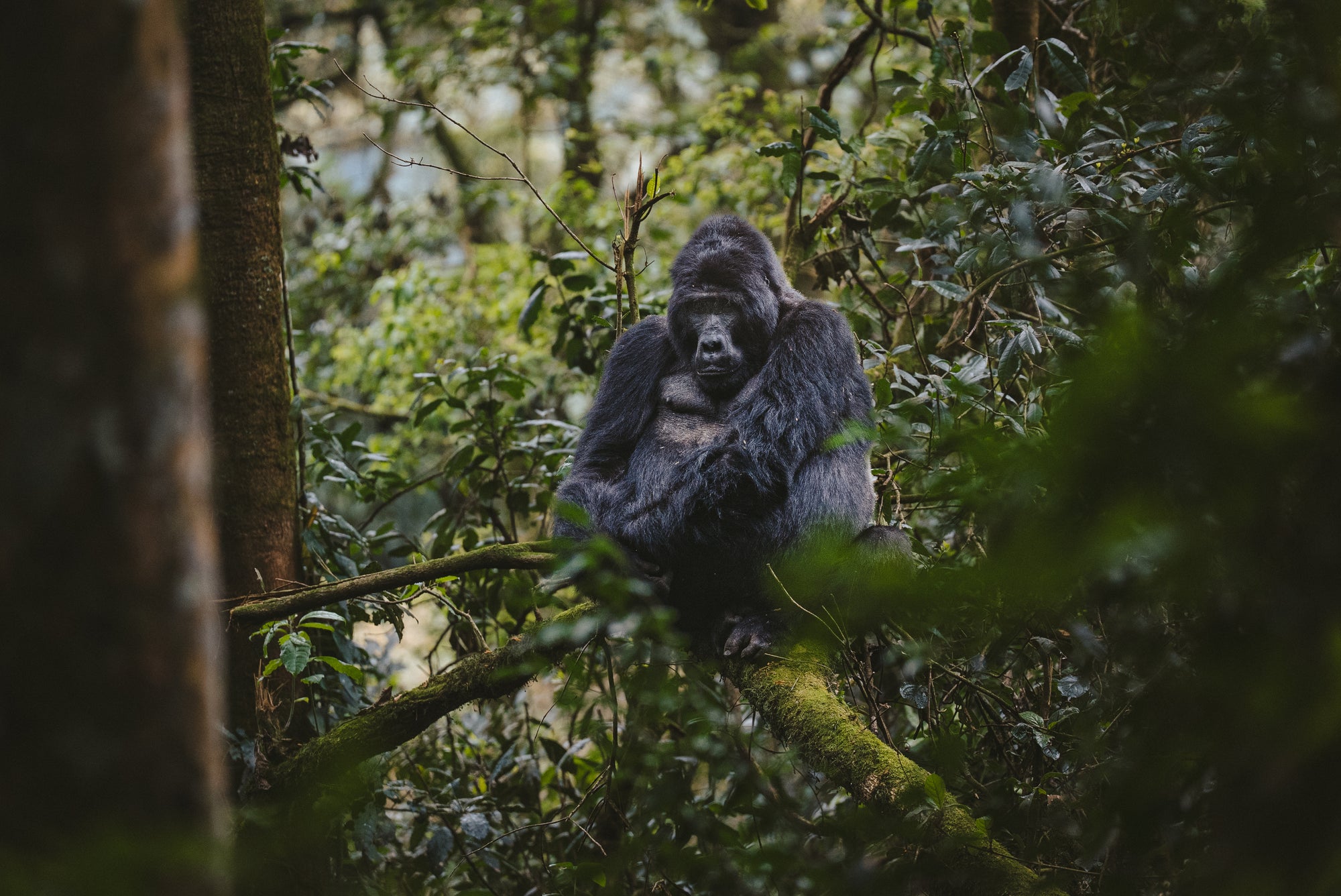 Gorilla Trekking