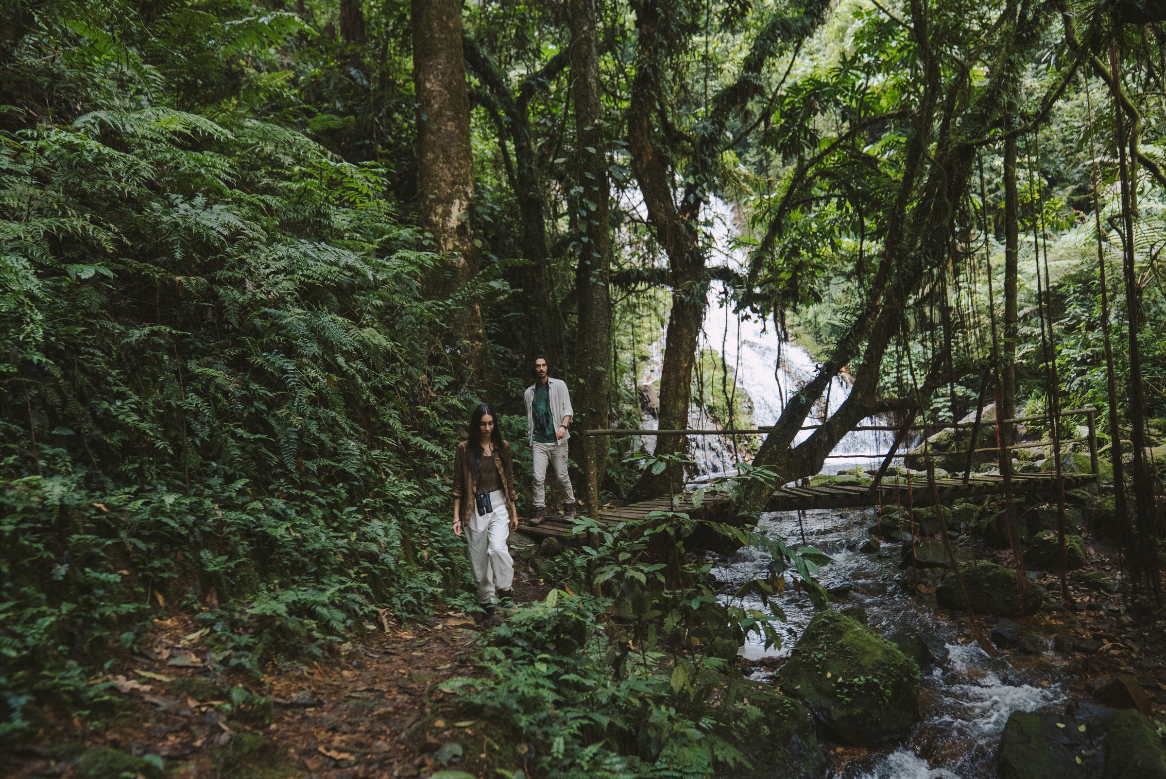 Forest Walks