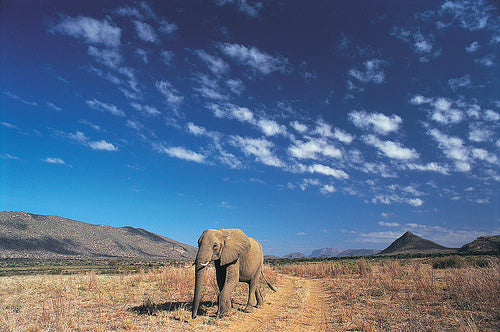 Samburu Intrepids Tented Camp