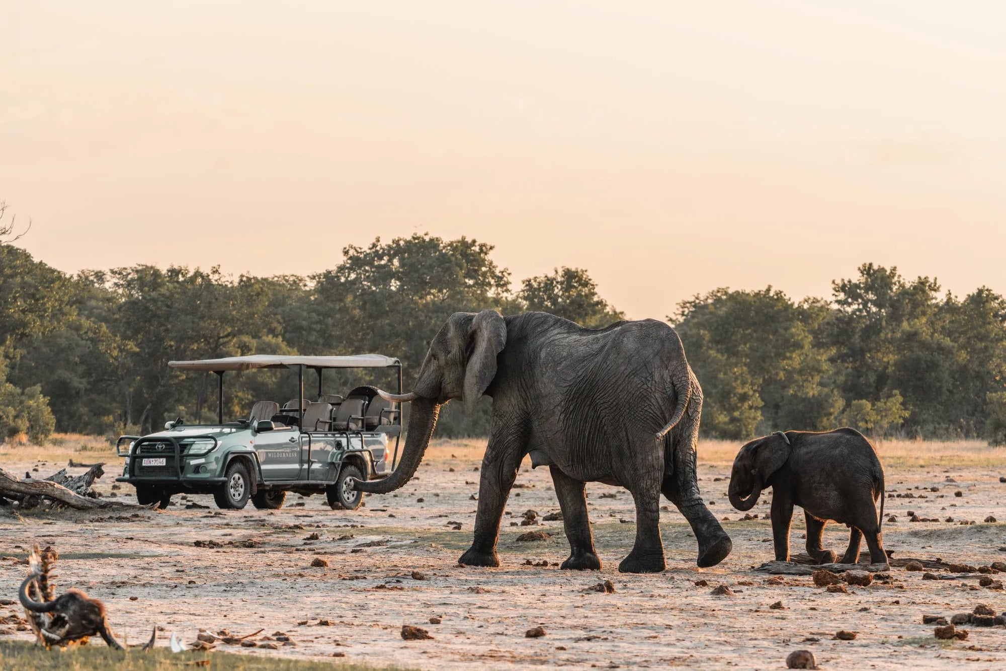 Hwange Elephants passing by. at Wilderness Davison's, Hwange National Park, Zimbabwe.