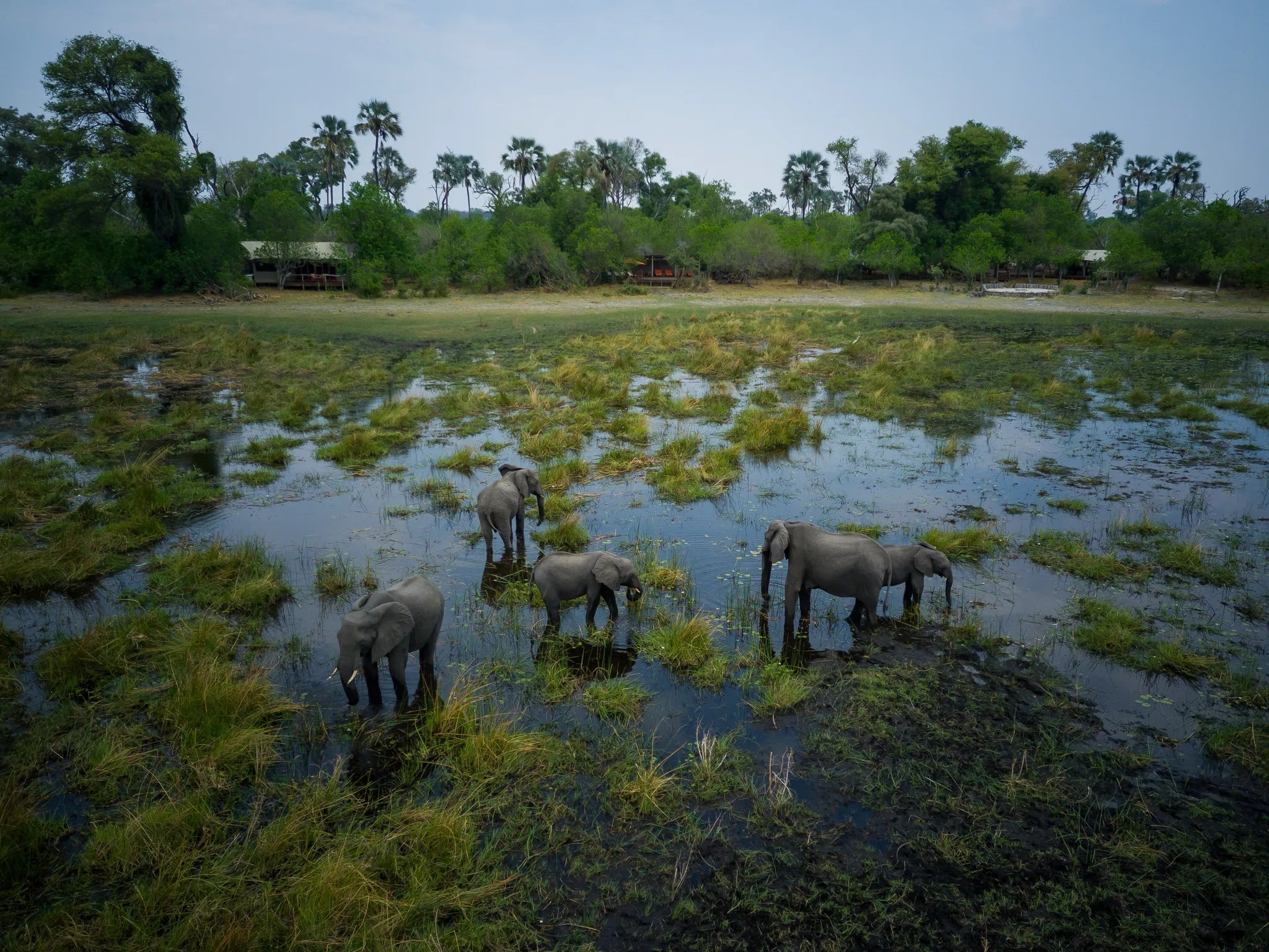 Amber River Camp Elephants at Amber River Camp, Okavango Delta, Botswana.