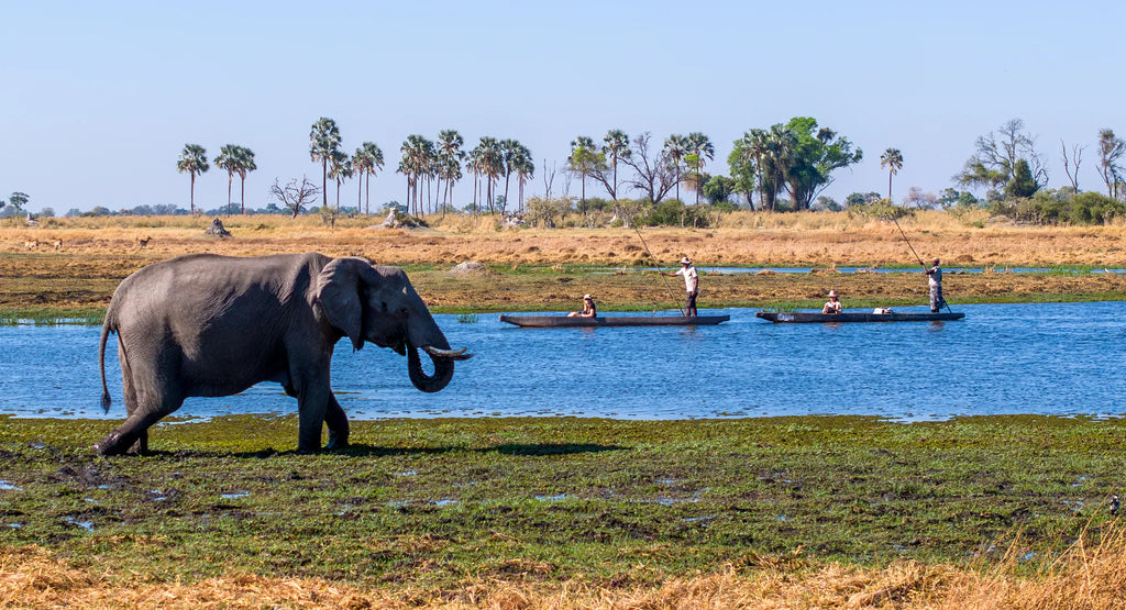 Amber River Camp at Amber River Camp, Okavango Delta, Botswana.
