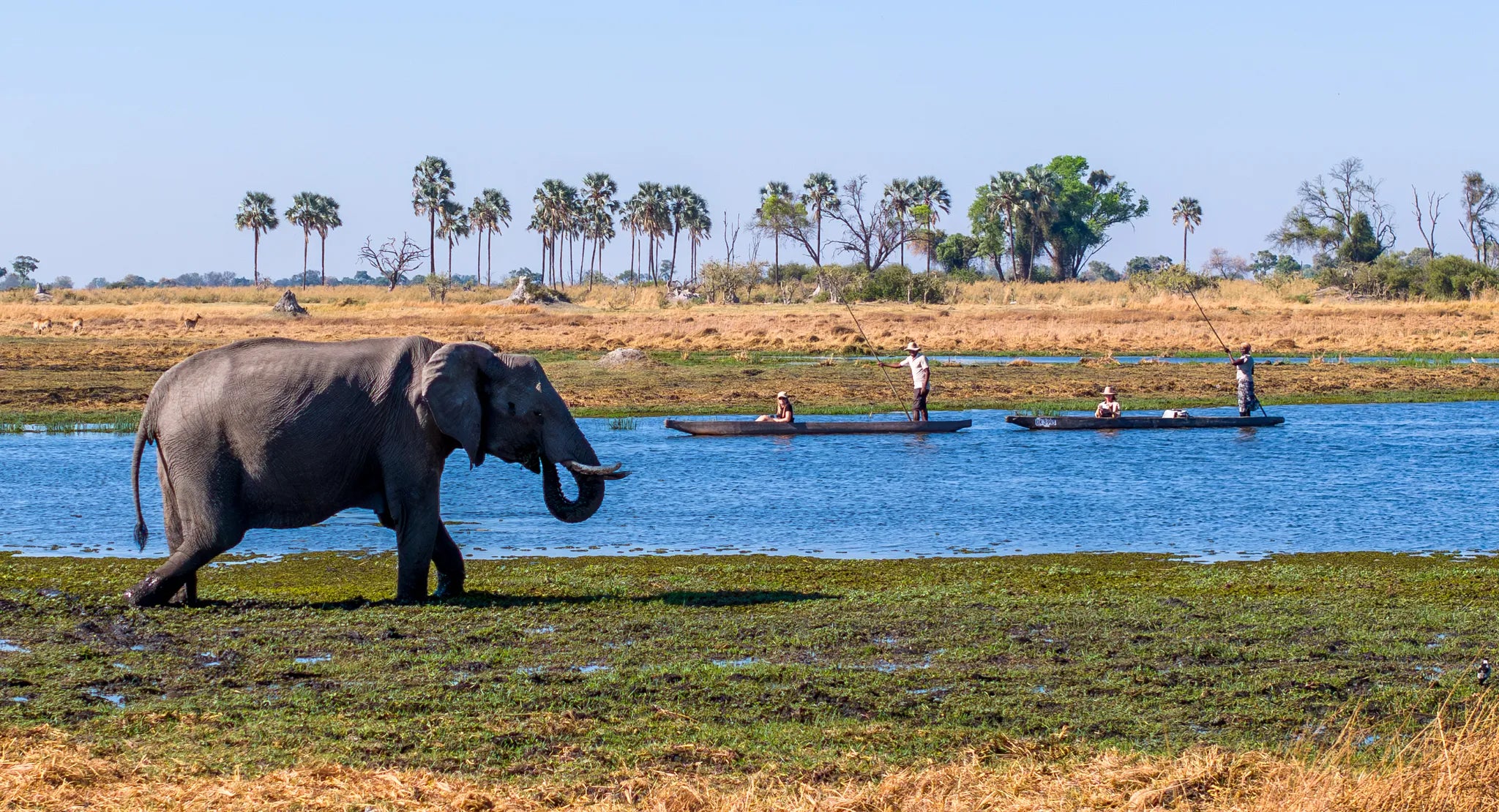 Amber River Camp at Amber River Camp, Okavango Delta, Botswana.