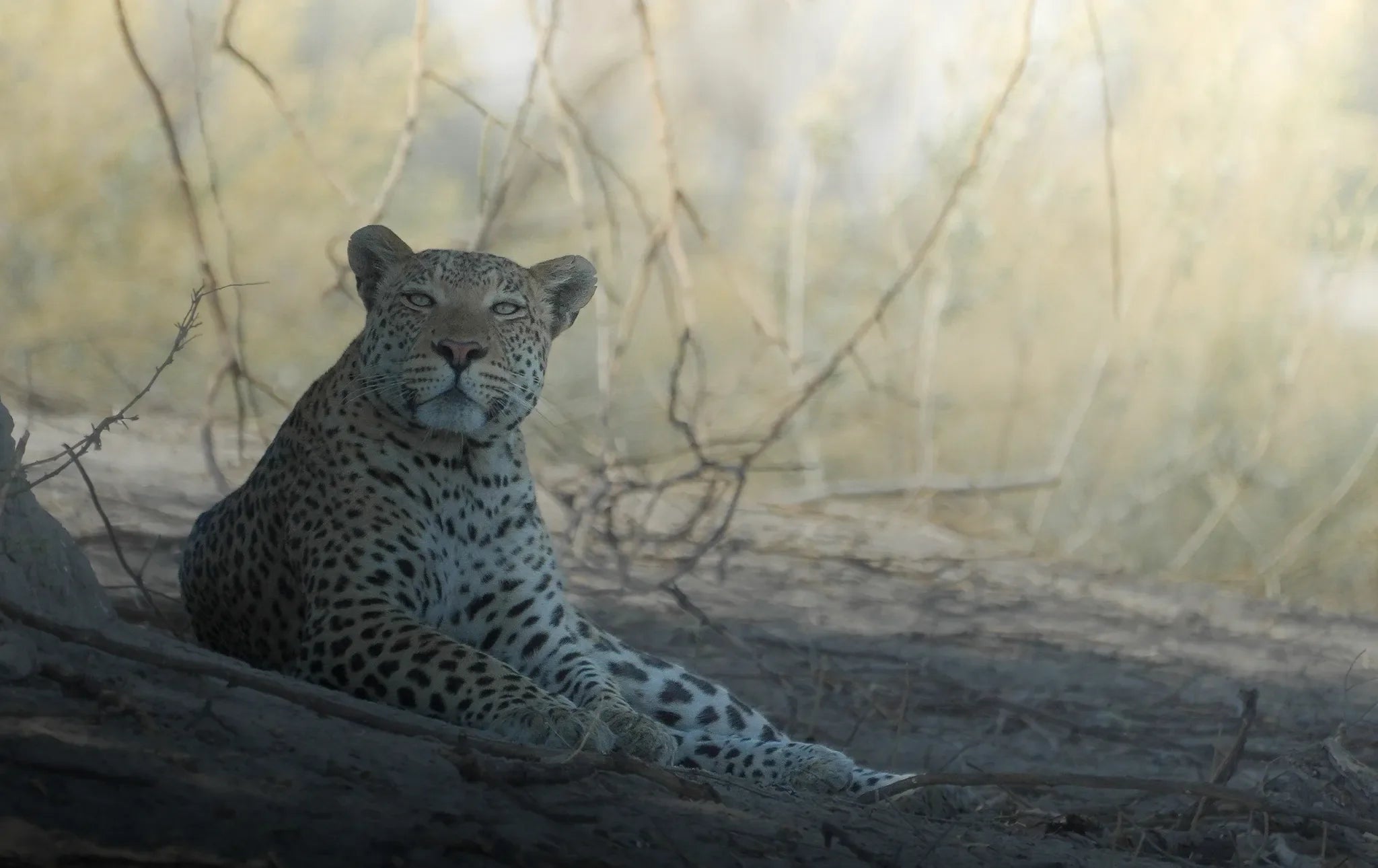 Amber River Camp at Amber River Camp, Okavango Delta, Botswana.