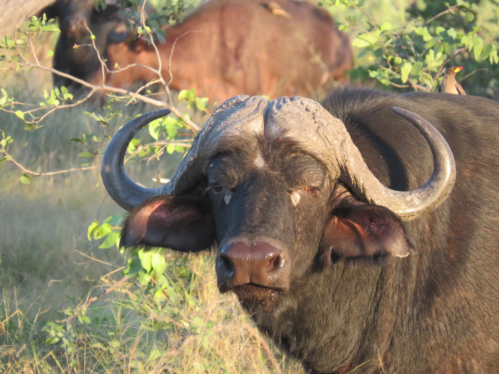 Buffalo at Amber River Camp, Okavango Delta, Botswana.