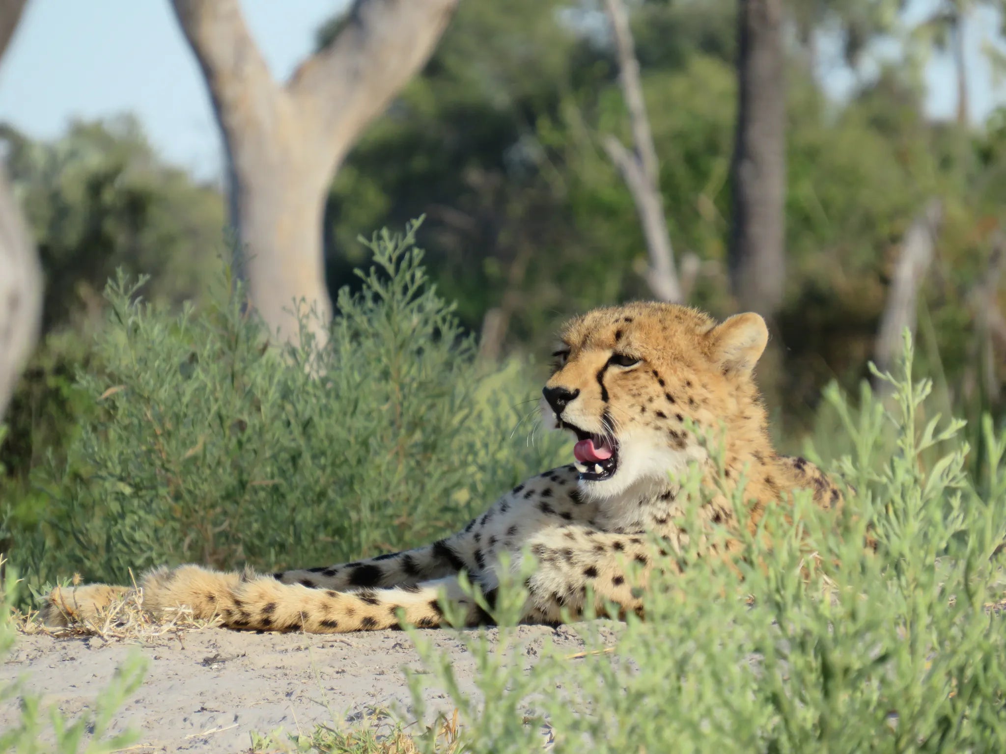 Cheetah at Amber River Camp, Okavango Delta, Botswana.