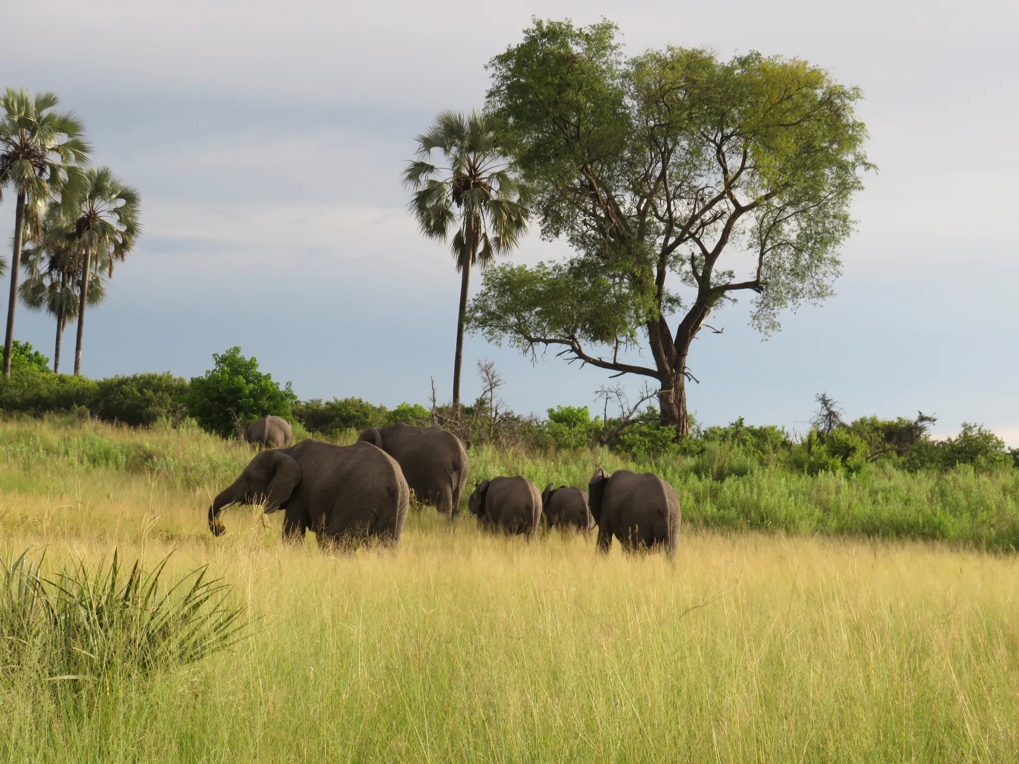Elephant at Amber River Camp, Okavango Delta, Botswana.