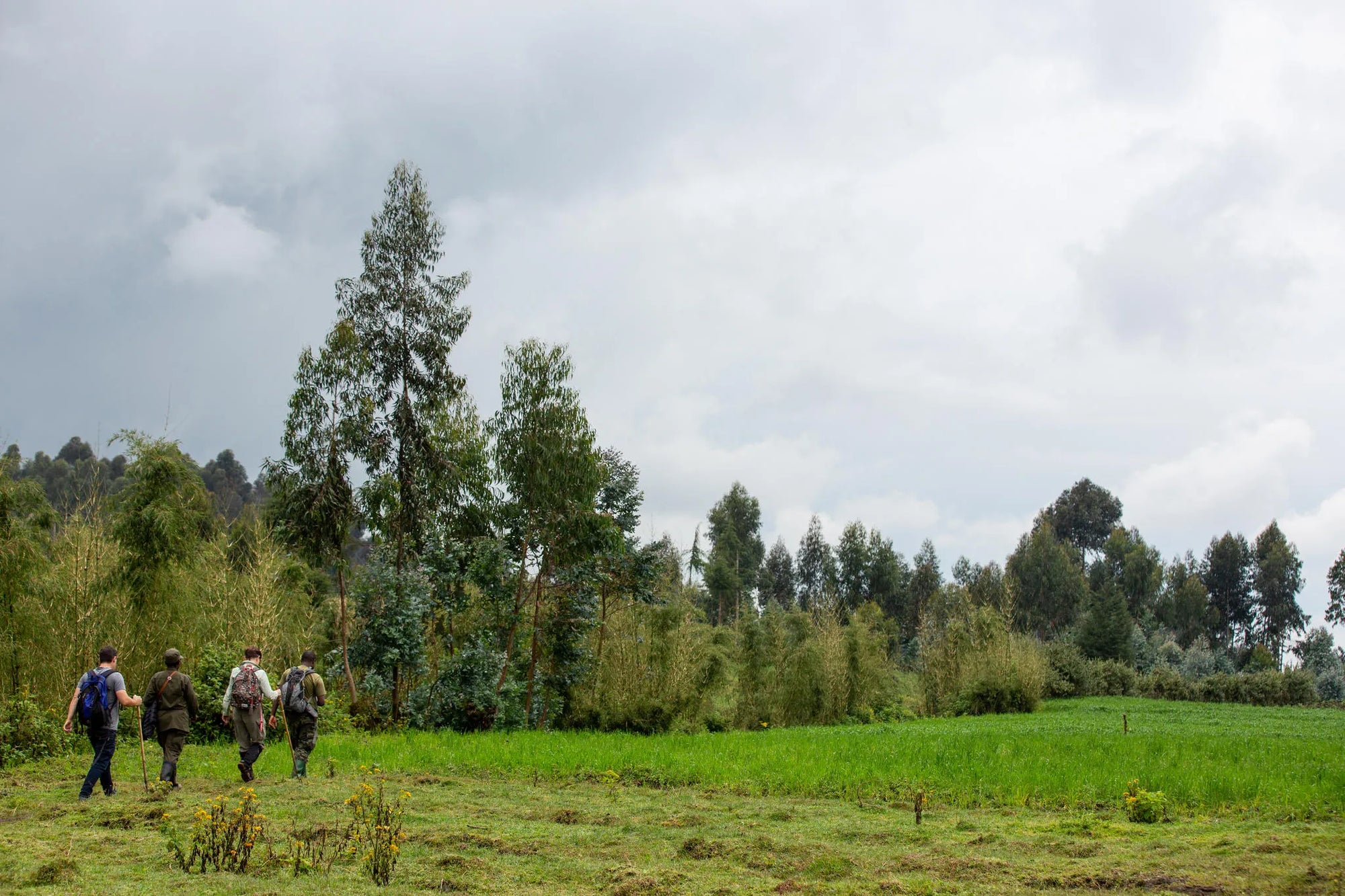 Singita Golden Monkey Trekking at Singita Kataza House, Volcanoes National Park, Rwanda.
