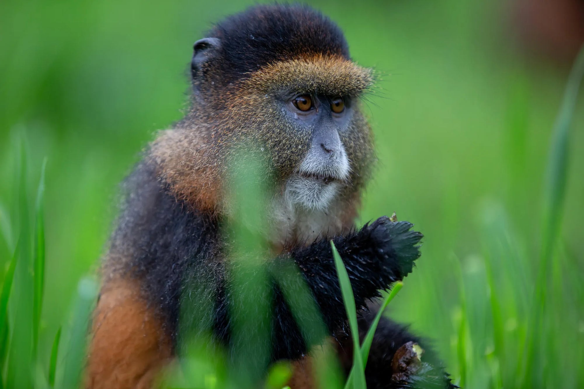 Golden Monkey Trek at Singita Kataza House, Volcanoes National Park, Rwanda.