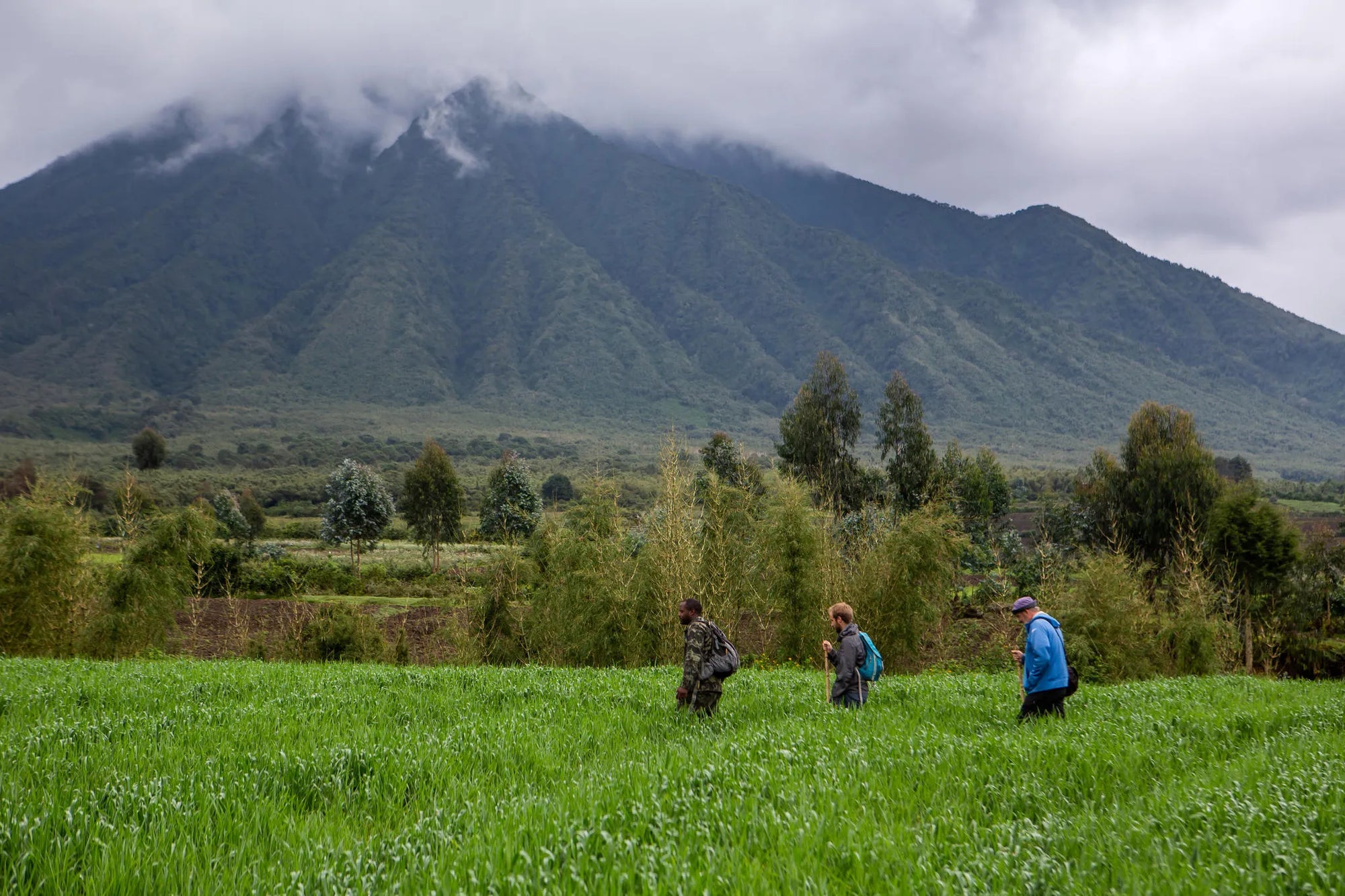 Golden Monkey Trekking at Singita Kataza House, Volcanoes National Park, Rwanda.