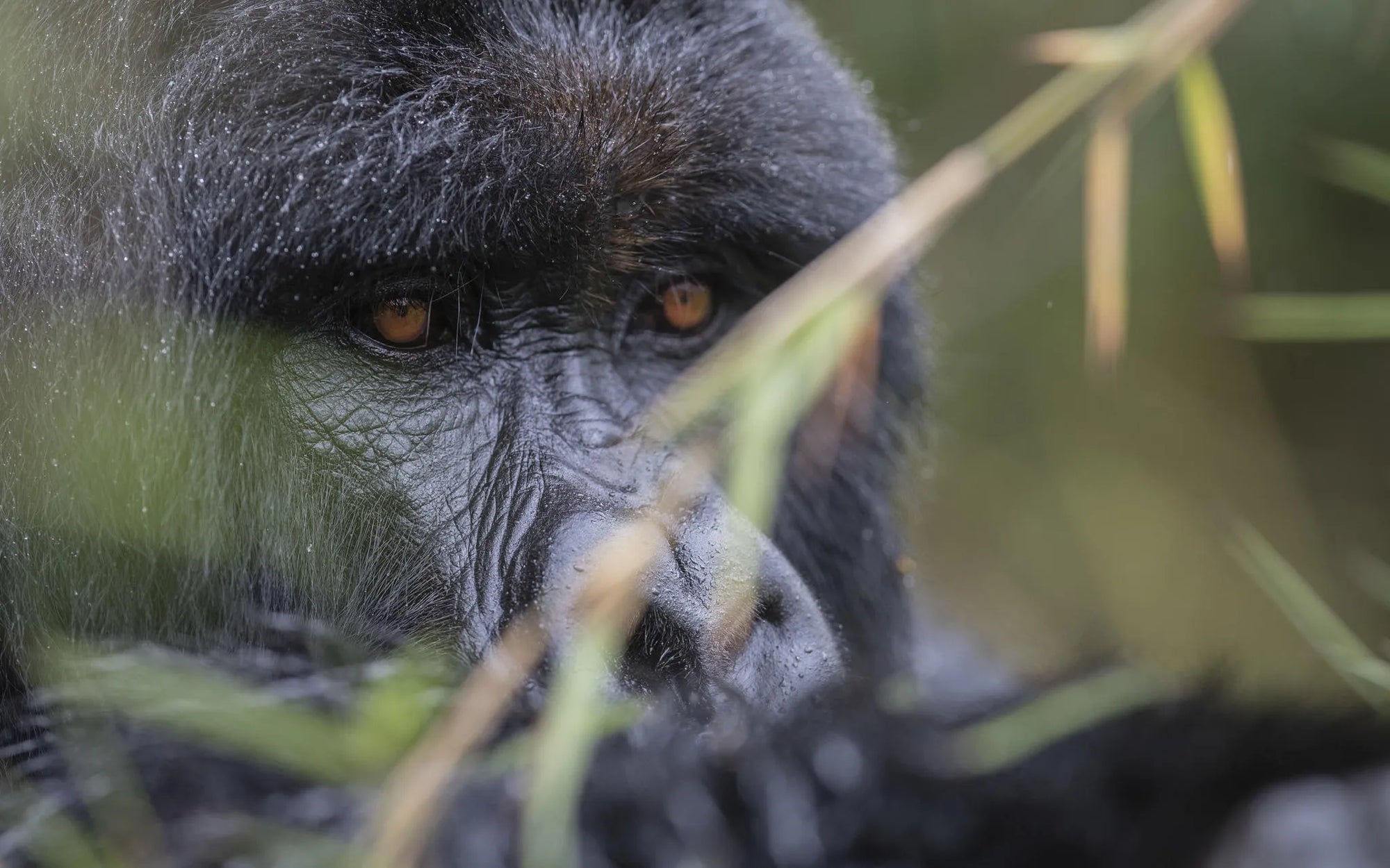 Singita Kataza House - Gorilla Trekking at Singita Kataza House, Volcanoes National Park, Rwanda.