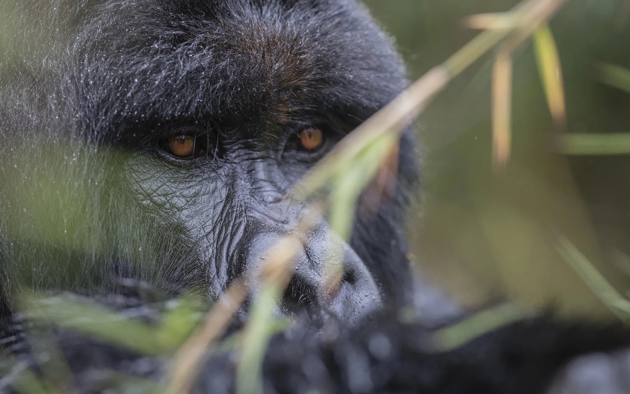 Singita Kataza House - Gorilla Trekking at Singita Kataza House, Volcanoes National Park, Rwanda.