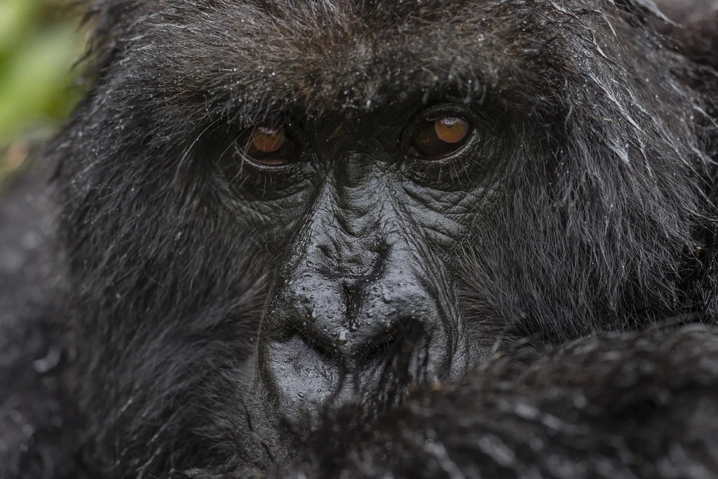 Singita Kataza House - Gorilla Trekking at Singita Kataza House, Volcanoes National Park, Rwanda.