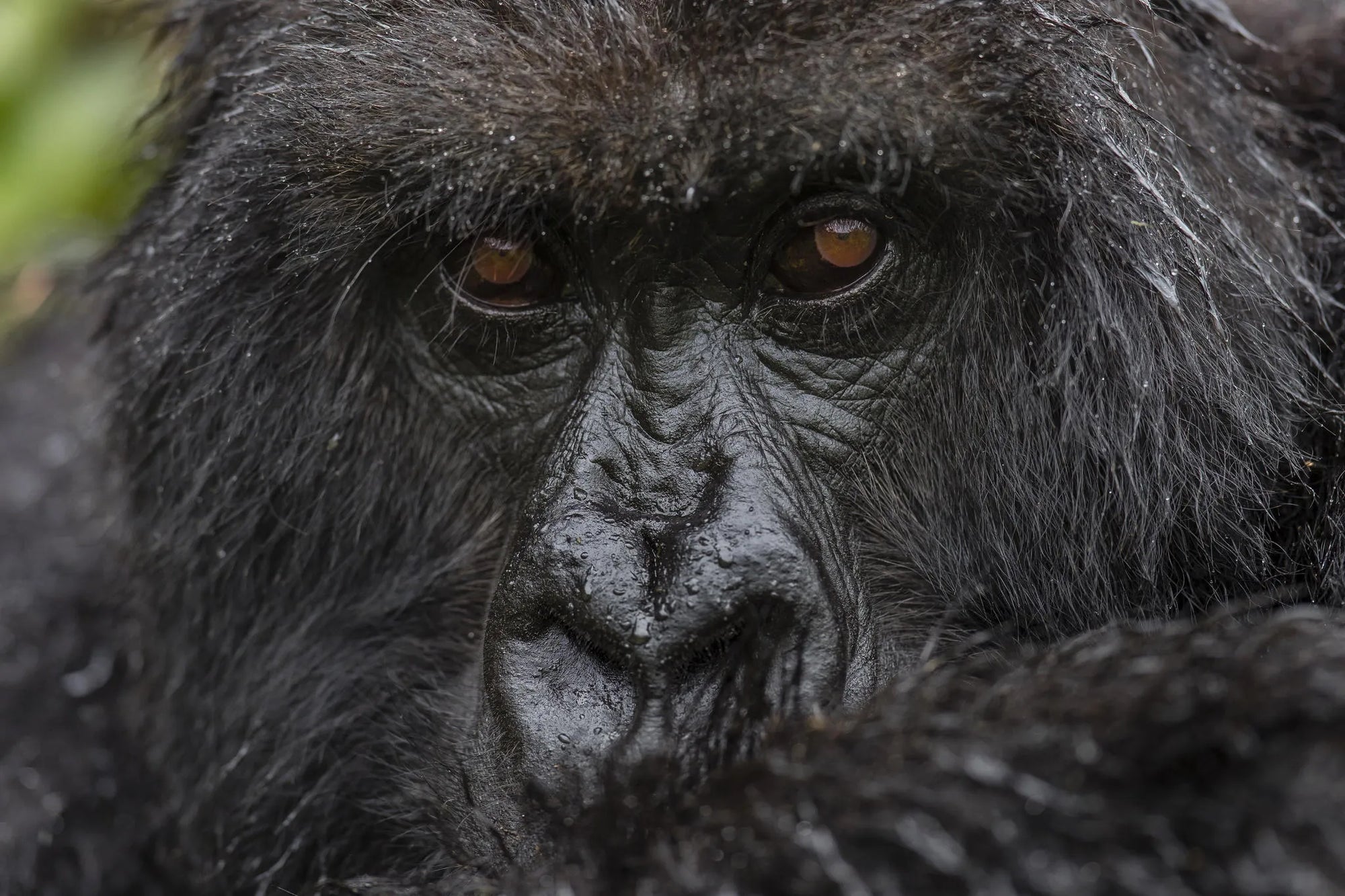 Singita Kataza House - Gorilla Trekking at Singita Kataza House, Volcanoes National Park, Rwanda.