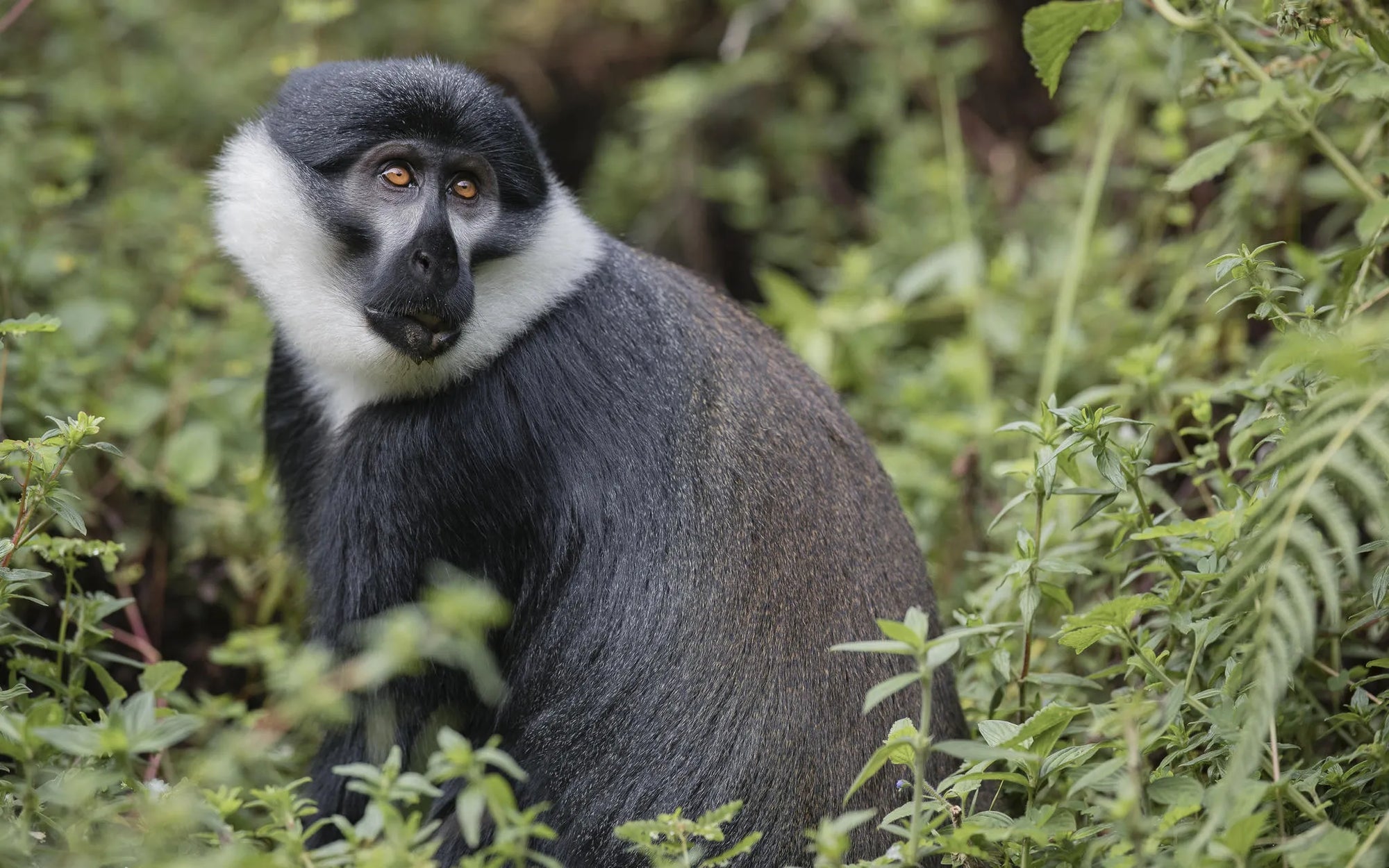 Singita Golden Monkey Trekking at Singita Kataza House, Volcanoes National Park, Rwanda.