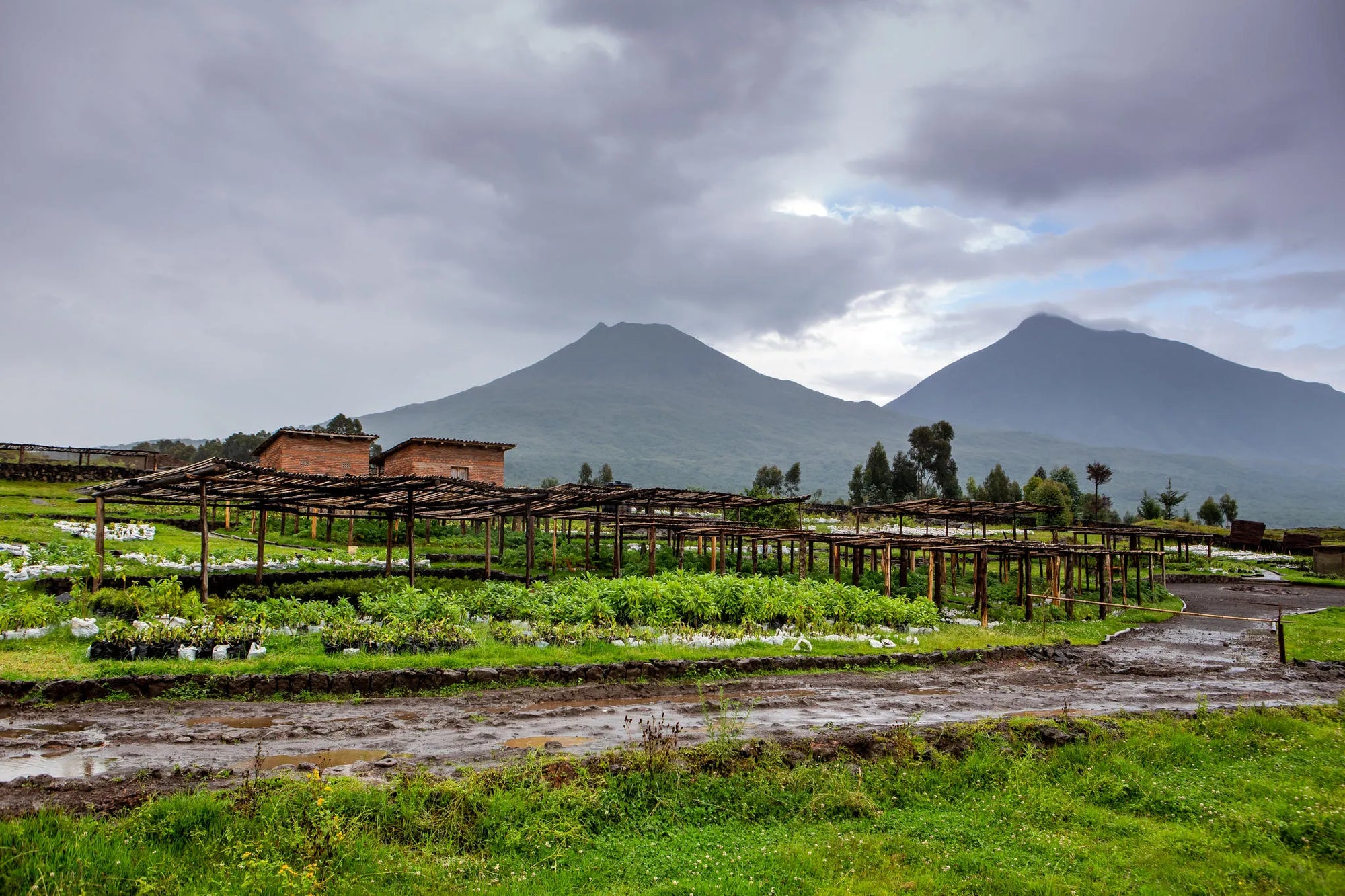 Akarabo Nursery tour at Singita Kataza House, Volcanoes National Park, Rwanda.